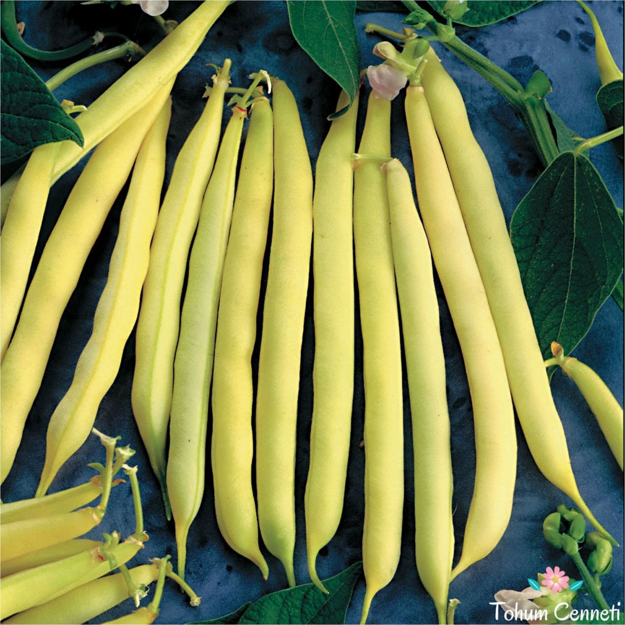 Sırık Turşuluk Fasulye Tohumu (25 Tohum)