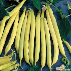 Sırık Turşuluk Fasulye Tohumu (25 Tohum)