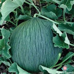 Hasanbey Kavun Tohumu (25 Tohum)