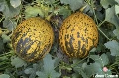 Kırkağaç Kavun Tohumu (25 Tohum)