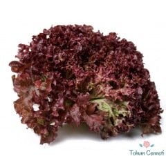 Kırmızı Kıvırcık Marul Tohumu (100 Tohum)