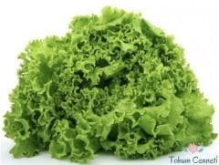 Geleneksel Soğuğa Dayanıklı Kıvırcık Tohumu (500 Tohum)