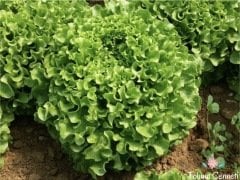 Geleneksel Kıvırcık Marul Tohumu (500 Tohum)