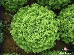 Geleneksel Kıvırcık Marul Tohumu (500 Tohum)