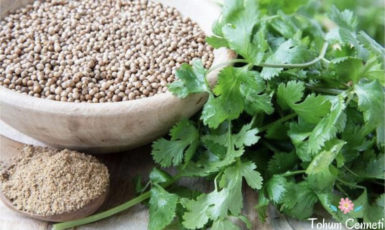 Şifalı Kişniş Aşotu Tohumu (100 Tohum)