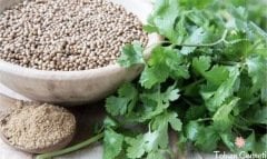 Şifalı Kişniş Aşotu Tohumu (100 Tohum)