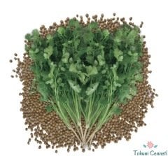 Şifalı Kişniş Aşotu Tohumu (100 Tohum)