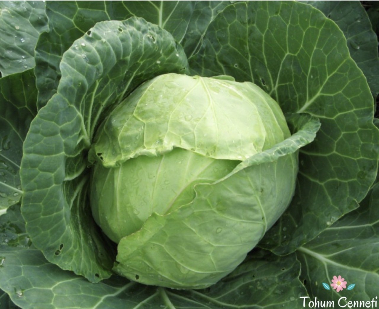 Geleneksel Beyaz Lahana Tohumu (100 Tohum)