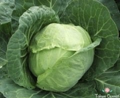 Geleneksel Beyaz Lahana Tohumu (100 Tohum)