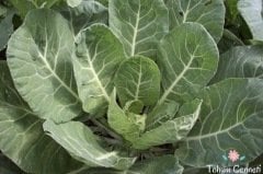 Geleneksel Kara Lahana Tohumu (100 Tohum)