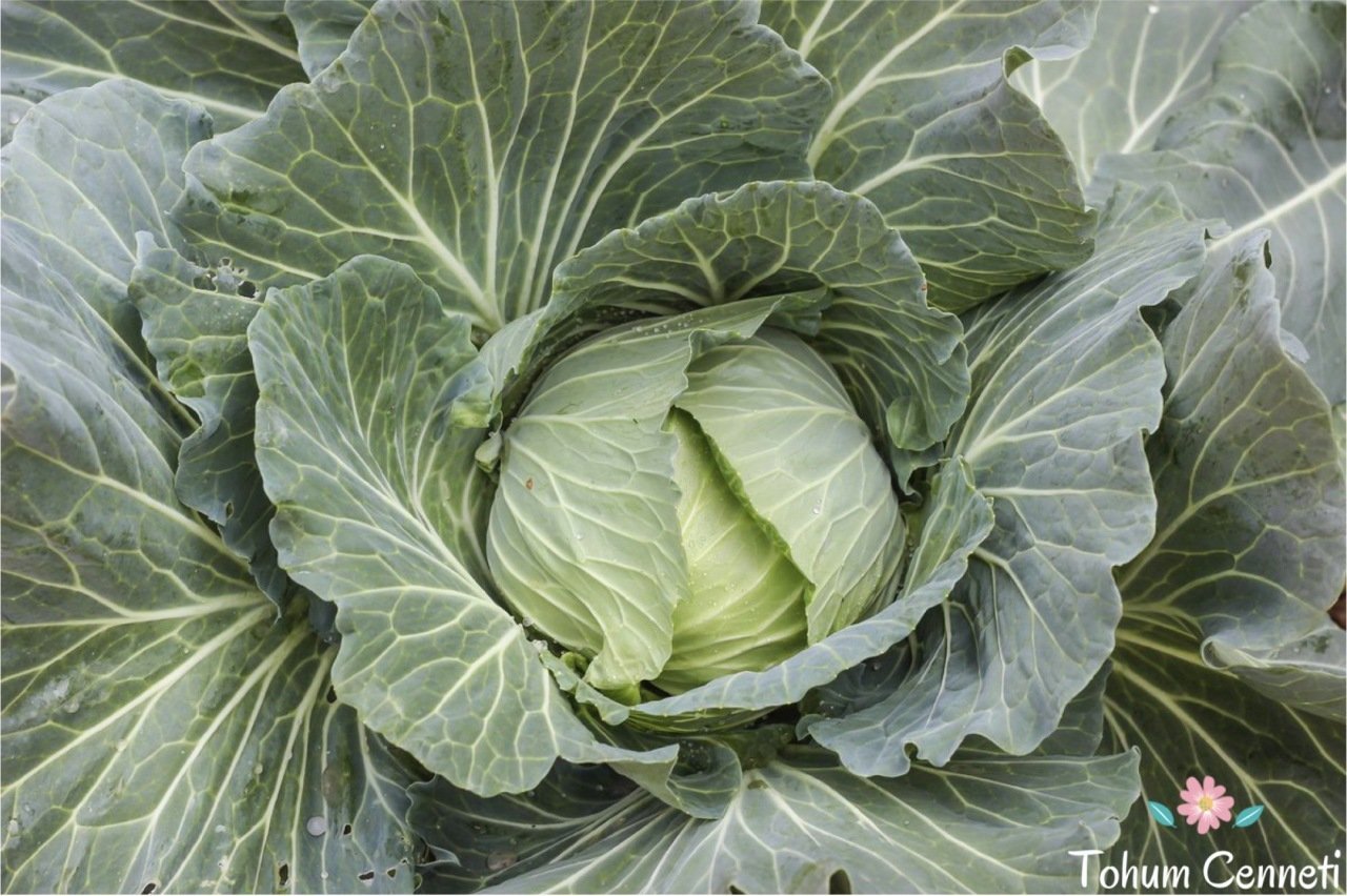 Geleneksel Kara Lahana Tohumu (100 Tohum)