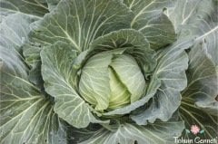 Geleneksel Kara Lahana Tohumu (100 Tohum)