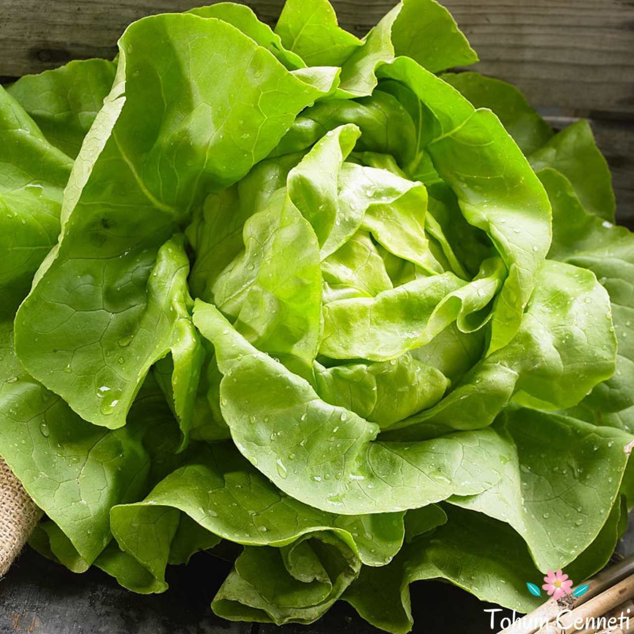 Şemikler Marul Tohumu (100 Tohum)