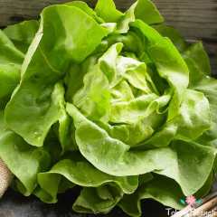 Şemikler Marul Tohumu (100 Tohum)