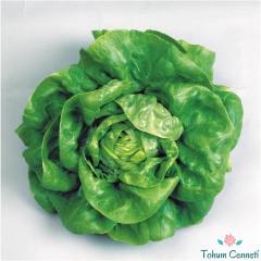 Şemikler Marul Tohumu (100 Tohum)