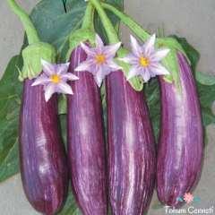 Geleneksel Çizgili Patlıcan Tohumu (100 Tohum)