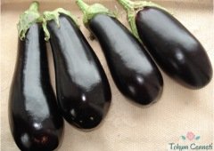 Halep Karası Patlıcan Tohumu (500 Tohum)