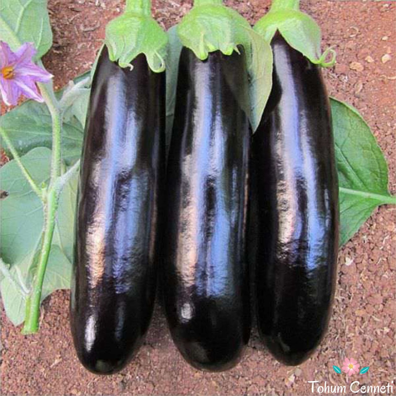 Halep Karası Patlıcan Tohumu (500 Tohum)