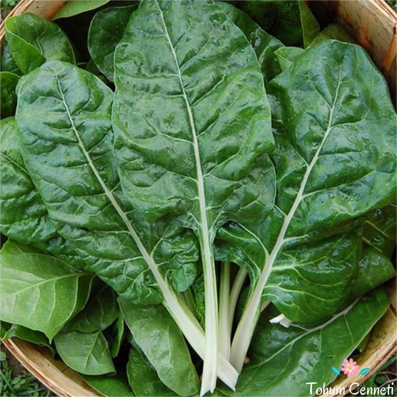 Geleneksel Pazı Tohumu (50 Tohum)