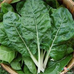 Geleneksel Pazı Tohumu (50 Tohum)