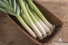 Geleneksel Pırasa Tohumu (100 Tohum)