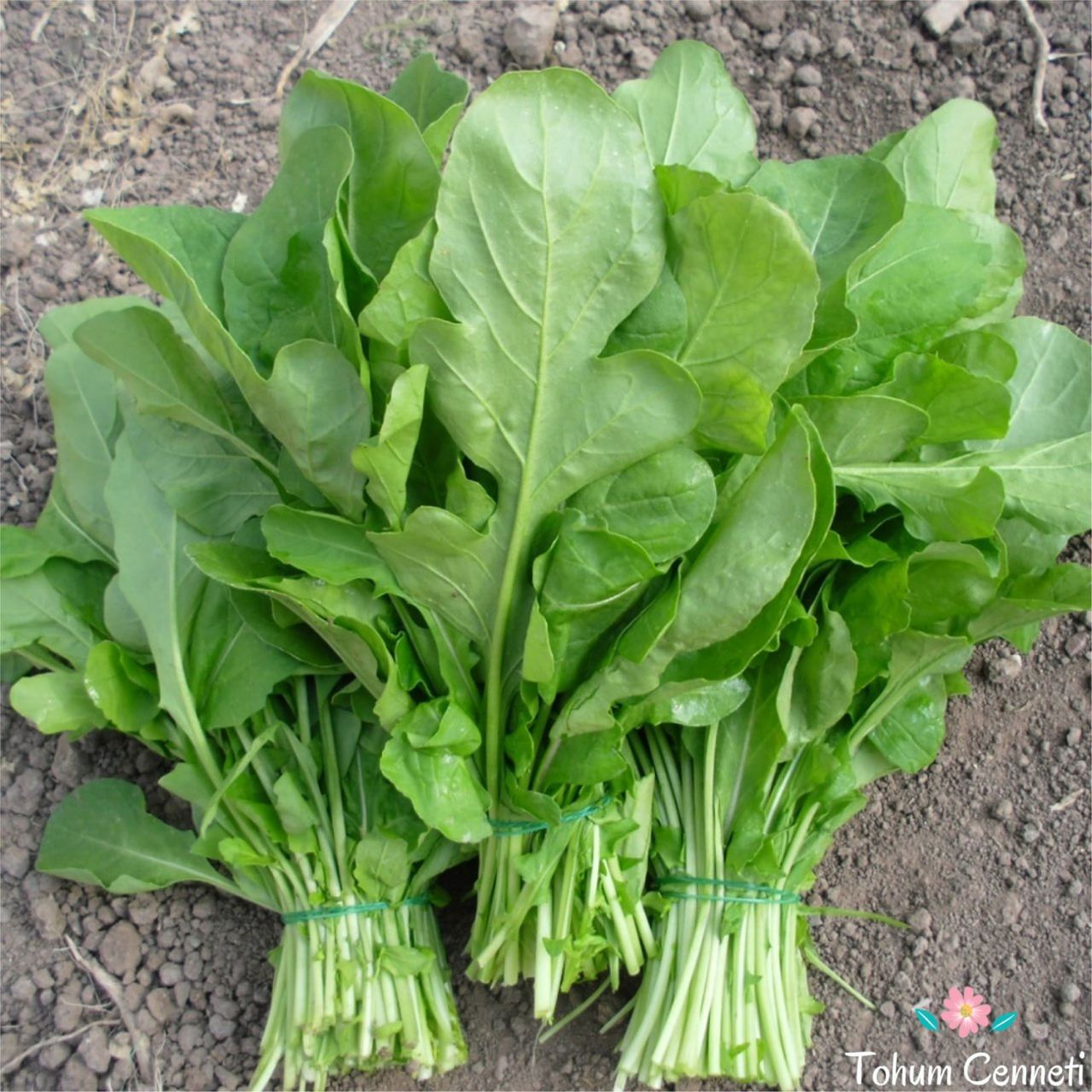 Yerli Roka Tohumu (500 Tohum)