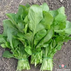 Yerli Roka Tohumu (500 Tohum)