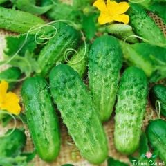 Kornişon Salatalık Tohumu (30 Tohum)