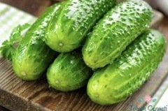 Kornişon Salatalık Tohumu (30 Tohum)