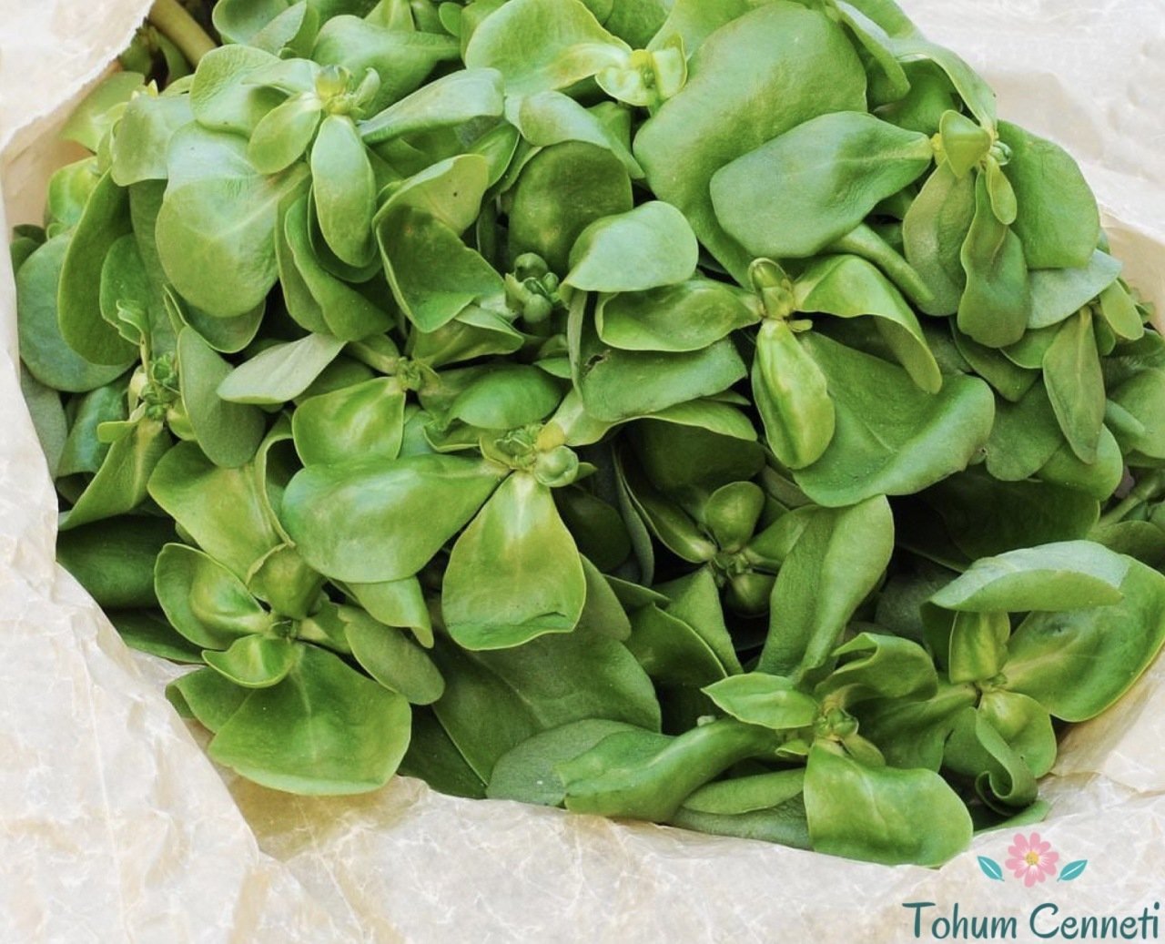 Semizotu Tohumu (1000 Tohum)