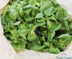 Semizotu Tohumu (1000 Tohum)