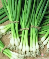 Geleneksel Taze Yeşil Soğan Tohumu (100 Tohum)