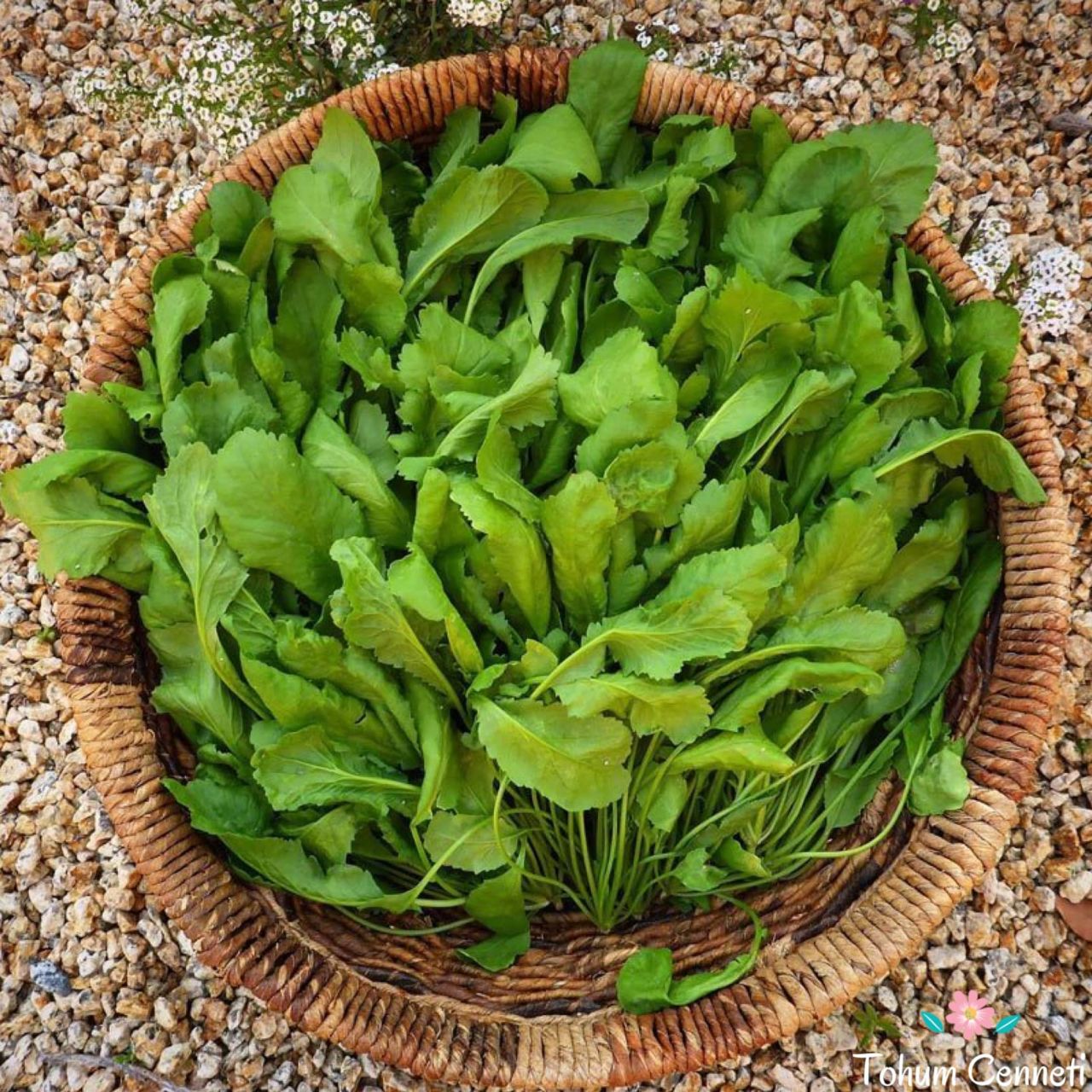 Yerli Geniş Yapraklı Tere Tohumu (500 Tohum)