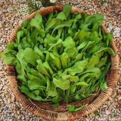 Yerli Geniş Yapraklı Tere Tohumu (500 Tohum)