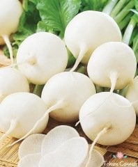 Geleneksel İri Beyaz Turp Tohumu (100 Tohum)