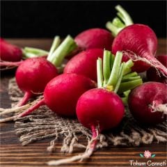 İri Kırmızı Turp Tohumu (100 Tohum)