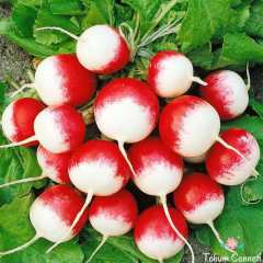 Kırmızı Beyaz Turp Tohumu (50 Tohum)