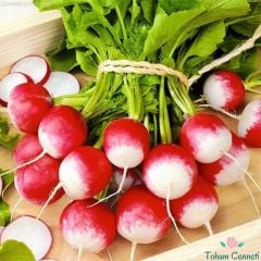 Kırmızı Beyaz Turp Tohumu (50 Tohum)