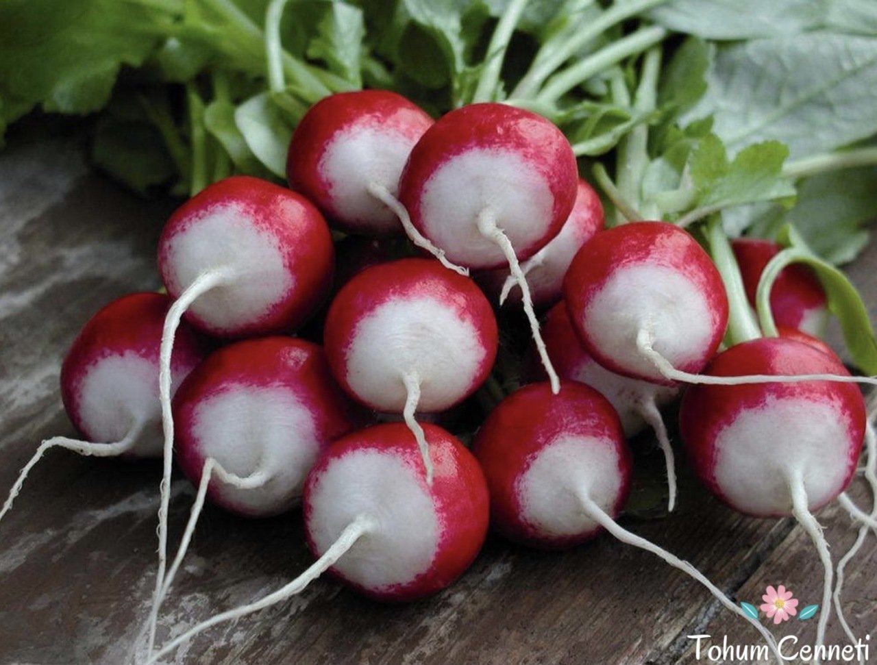 Kırmızı Beyaz Turp Tohumu (50 Tohum)