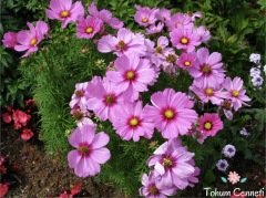 Pembe Renkli Kozmos Çiçeği Tohumu (25 Tohum)