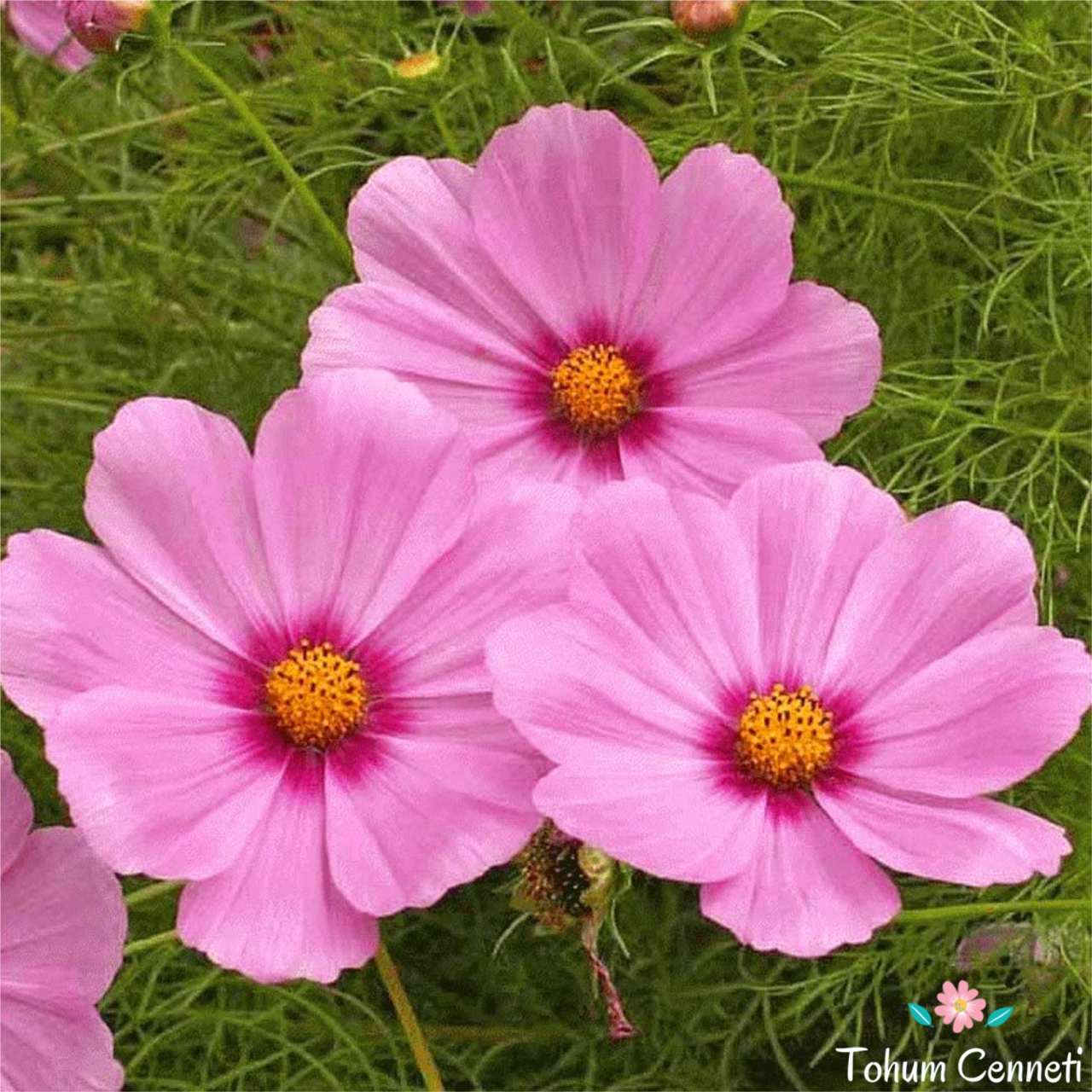 Pembe Renkli Kozmos Çiçeği Tohumu (25 Tohum)