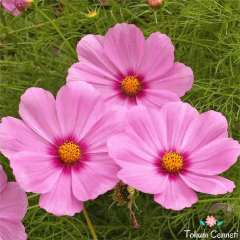 Pembe Renkli Kozmos Çiçeği Tohumu (25 Tohum)