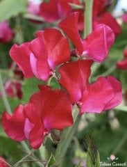 Kırmızı Renkli Tatlı Bezelye Sarmaşığı Tohumu (3 Tohum)