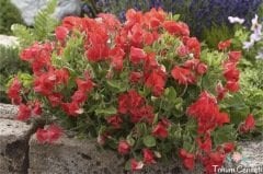 Kırmızı Renkli Tatlı Bezelye Sarmaşığı Tohumu (3 Tohum)