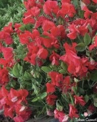 Kırmızı Renkli Tatlı Bezelye Sarmaşığı Tohumu (3 Tohum)