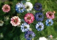 Karışık Renkli Çörek Otu Çiçeği Tohumu (50 Tohum)