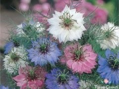 Karışık Renkli Çörek Otu Çiçeği Tohumu (50 Tohum)