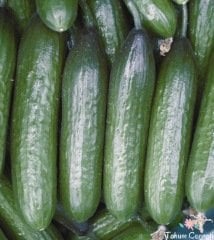 Beith Alpha Salatalık Tohumu (50 Tohum)