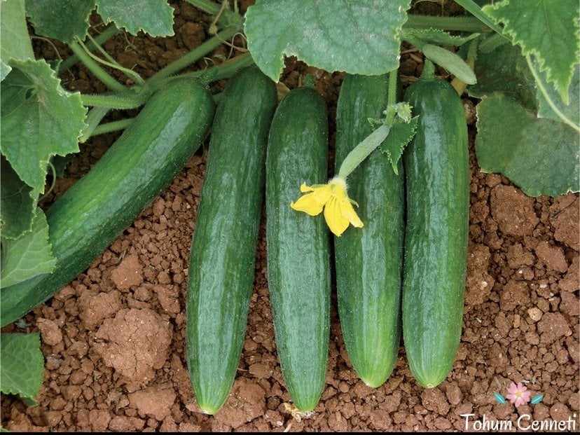 Beith Alpha Salatalık Tohumu (50 Tohum)