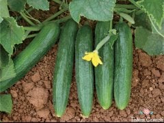 Beith Alpha Salatalık Tohumu (50 Tohum)